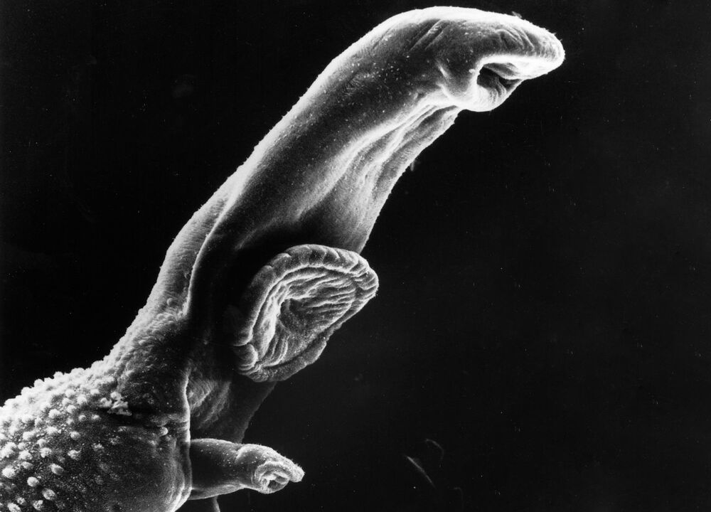A Schistosoma egy parazita, amelynek életciklusa köztes gazdaszervezetet igényel. 