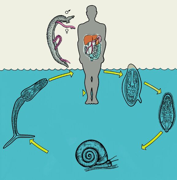 Schistosoma életciklus diagram