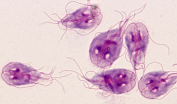 A helminthiosis megelőző intézkedései, Mit és hol tesztelnek a paraziták a szervezetben? - A testen