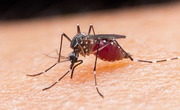 a szúnyog a protozoon paraziták és a malária hordozója