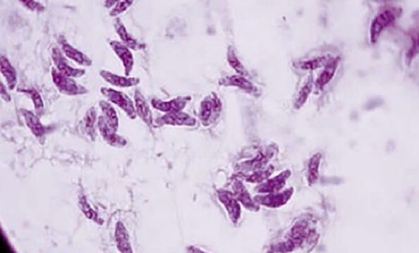 protozoon parazita toxoplasma gondii a toxoplazmózis kórokozója